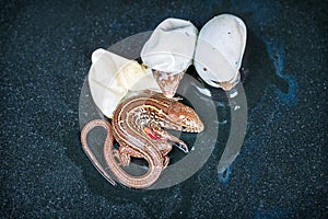 Sand lizards hatching