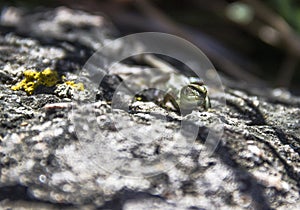 Sand lizzard Lacerta agilis