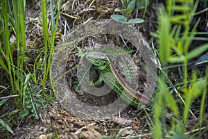 Sand lizzard (Lacerta agilis)