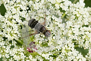 Sand-loving Bee Fly - Villa arenicola