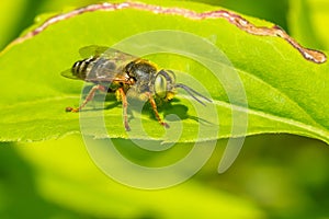 Sand-loving Wasp - Genus Tachytes photo