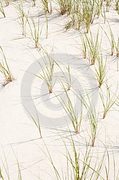 Sand and marram grass