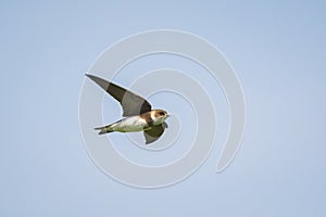 Sand martin or bank swallow Riparia riparia in flight