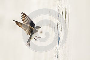 Sand martin, bank swallow Riparia riparia in flight nesting