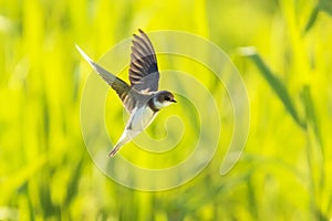 Sand martin, bank swallow Riparia riparia in flight nesting