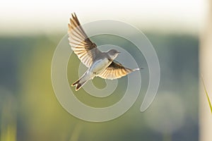 Sand martin, bank swallow Riparia riparia in flight nesting