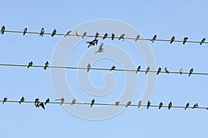 Sand Martin, Oeverzwaluw, Riparia riparia photo