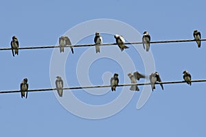 Sand Martin, Oeverzwaluw, Riparia riparia