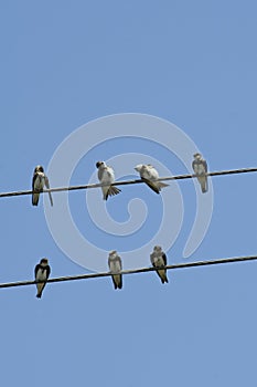 Sand Martin, Oeverzwaluw, Riparia riparia