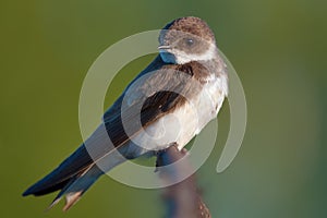 Sand martin perched for a warm shot in the early morning