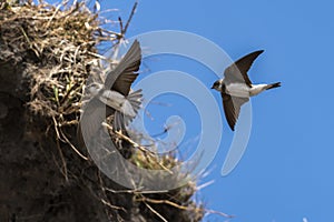 Sand Martin Riparia riparia in flight