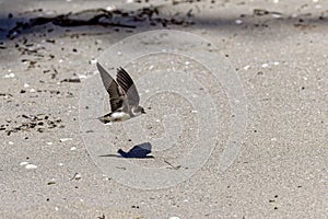 The sand martin (Riparia riparia)