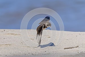 The sand martin (Riparia riparia)