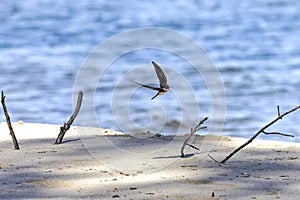 The sand martin (Riparia riparia)