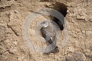 Sand martin, Riparia riparia