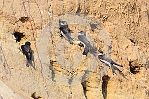 Sand Martin (Riparia riparia)