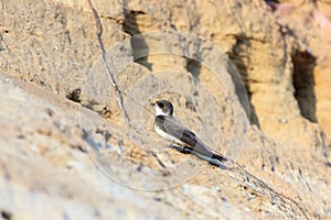 Sand Martin (Riparia riparia)