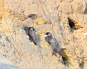 Sand Martin (Riparia riparia)