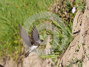 Sand martin, Riparia riparia