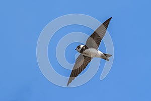 Sand Martin Riparia riparia in flight