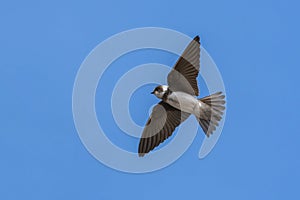 Sand Martin Riparia riparia in flight