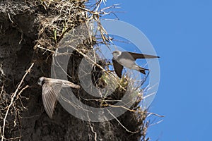 Sand Martin Riparia riparia in flight