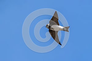 Sand Martin Riparia riparia in flight