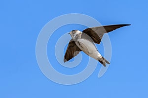 Sand Martin Riparia riparia in flight with a blue sky