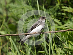 Sand martin, Riparia riparia