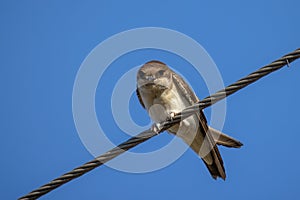 Sand Martin or Riparia riparia. Wild bird in city life