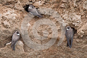 The sand martin Riparia ripariaor European sand martin, bank swallow in the Americas, and collared sand martin in India.