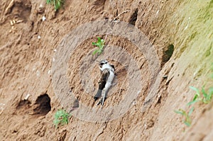 Sand martin sits on the wall of a sand quarry near the burrows.