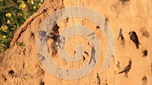 Sand martins in the dawn sit at their norm