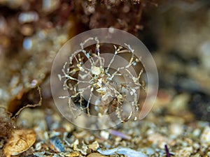 Sand mason worm. Loch Carron, Scotland