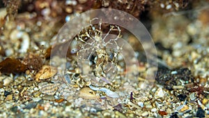 Sand mason worm. Loch Carron, Scotland