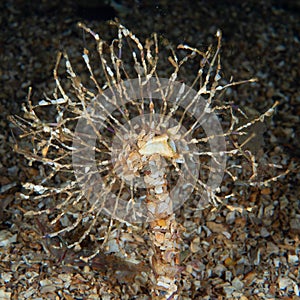 Sand mason worm. Loch Carron, Scotland