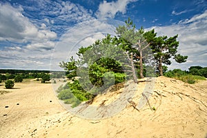 Sranecke piesky sands in Slovakia with pine trees - Slovakian Sahara