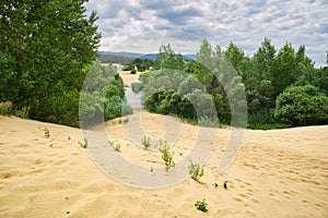 Sranecke piesky sands in Slovakia with pine trees - Slovakian Sahara