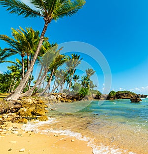 Sand and palm trees in bas du Fort shore