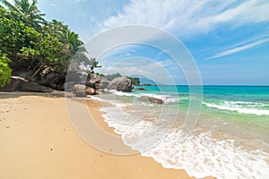 Sand and palm trees in Glacis beach