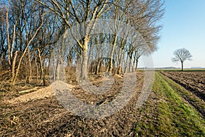 Sand path along a forest with bare recently pruned trees