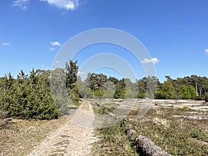 Sand path  around Beerze photo