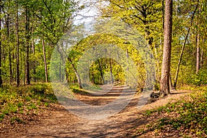 Sand path in a Dutch forest in springtime