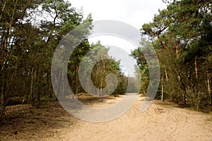 Sand path in forest