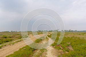 Sand path in a hazy heath landscape with pine trees in the background in Flanders