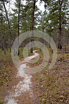 Sand Path in Pines