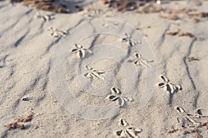 Sand patterns with birds footprints in Juan Lacaze's Beach, Colonia, Uruguay photo