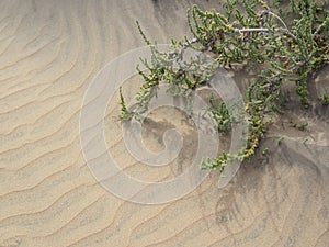 Sand patterns in dunes of Maspalomas