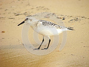 Sand Piper