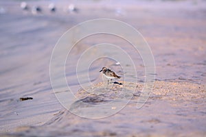 Sand Piper on the Beach